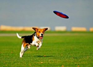 dog-frisbee.jpg